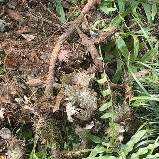 尤溪县优质骨碎补中药材根茎类药材批发零售