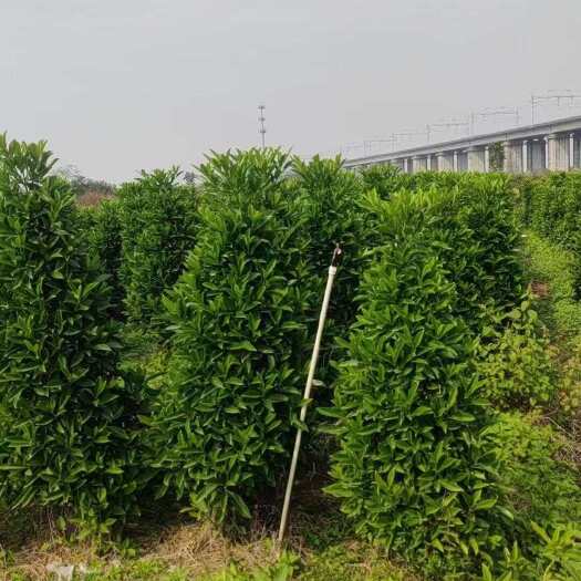 普宁市非洲茉莉1-2米高塔形￼