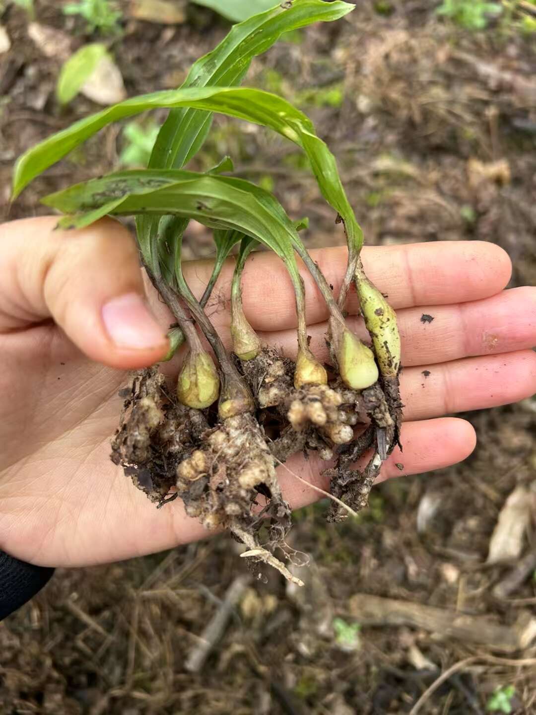 大量出售紫花宽叶毛慈菇苗  品种好  质量保证