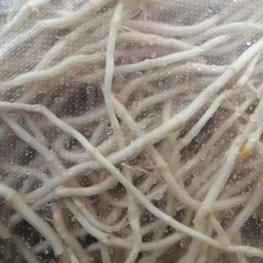 枝江市湖北鱼腥草 折耳根
