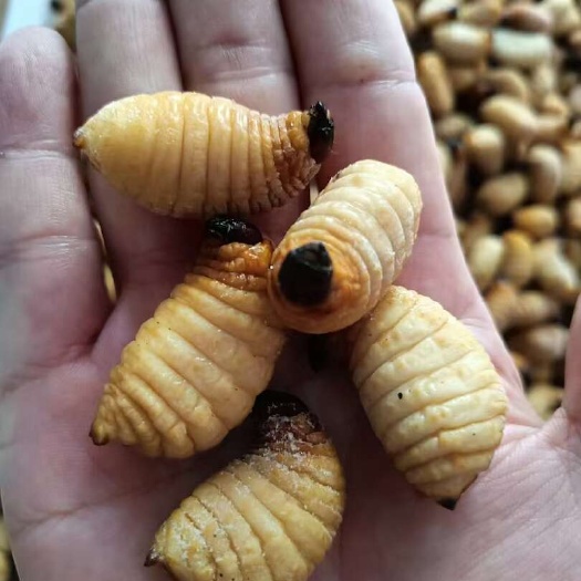 黑龙江批发竹笋虫28一斤