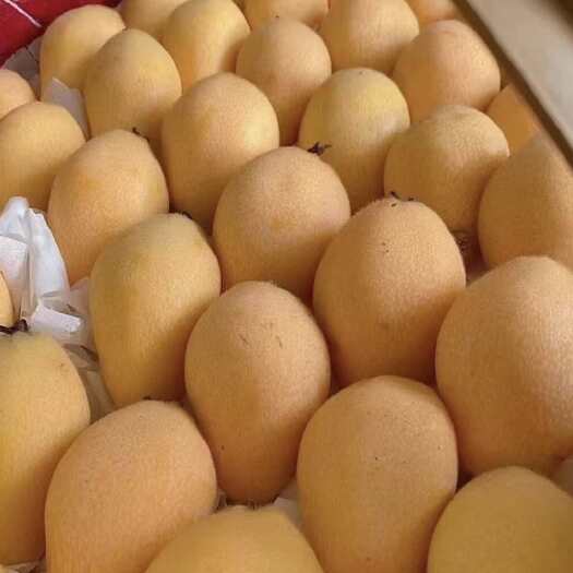 藤县枇杷