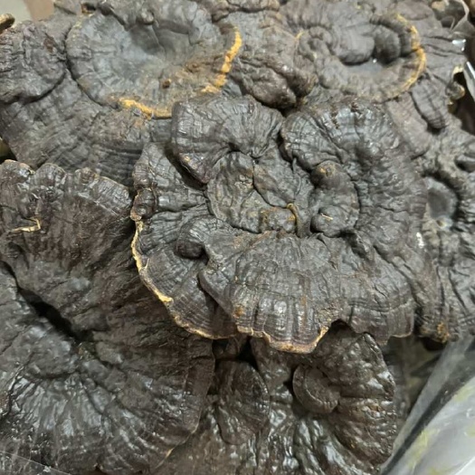 玉林紫灵芝  黑灵芝 灵芝 自己家里种植的 产地直销