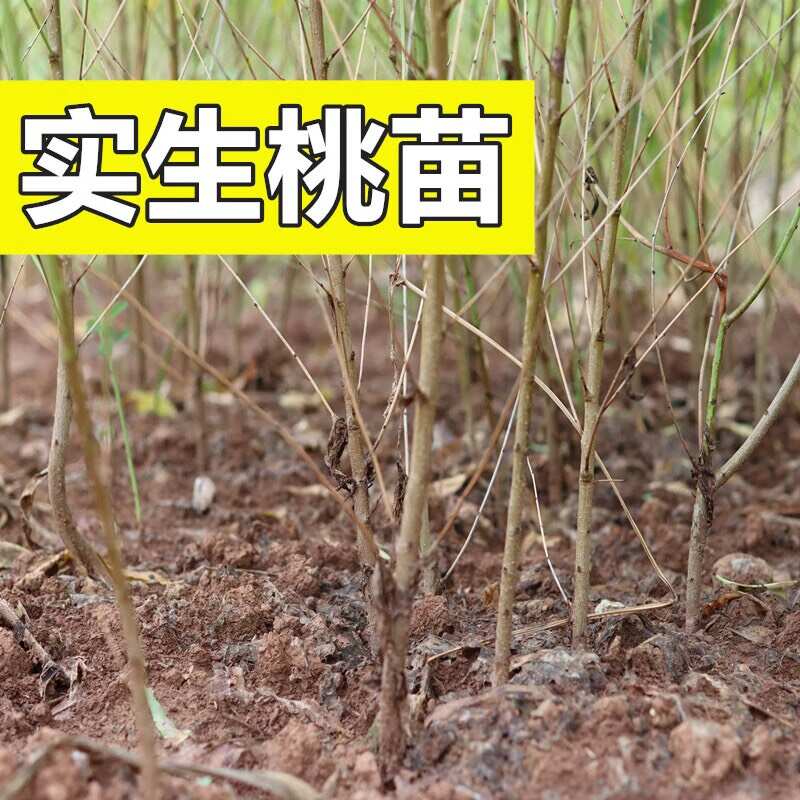 绛县山桃苗占地砧木用苗毛桃小苗果树山桃苗紫叶桃苗桃树李子嫁接用