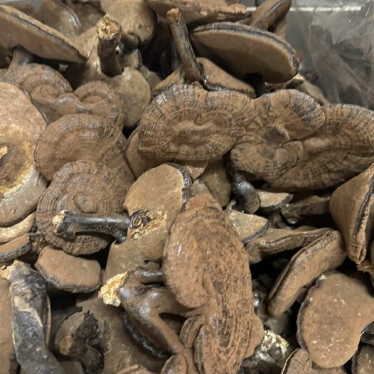 玉林紫灵芝带孢子粉灵芝紫芝可切片一手货源批发