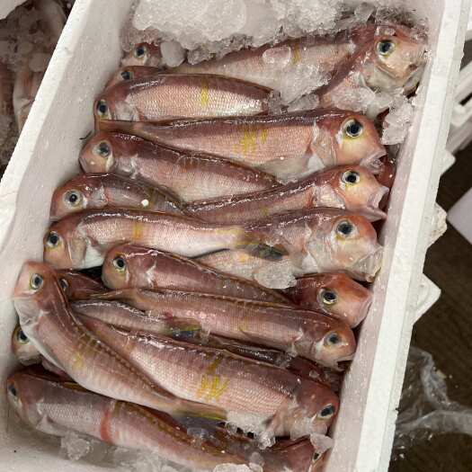 霞浦县钓口海鱼马头鱼5斤