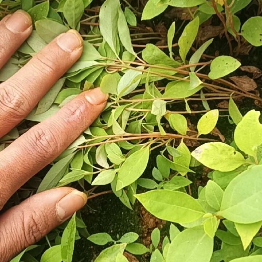 灵山县木姜子芽苗！