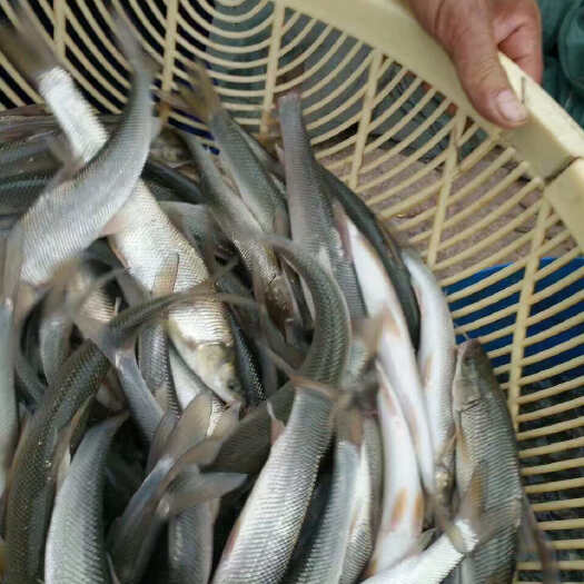 银雪鱼苗，长势快，基地直供，提供养殖技术支持，送货上门