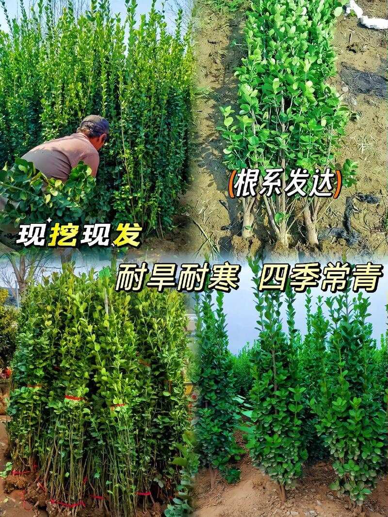 绛县冬青树苗室外绿化植物围墙篱笆苗风景大叶北海道树苗耐寒四季常青