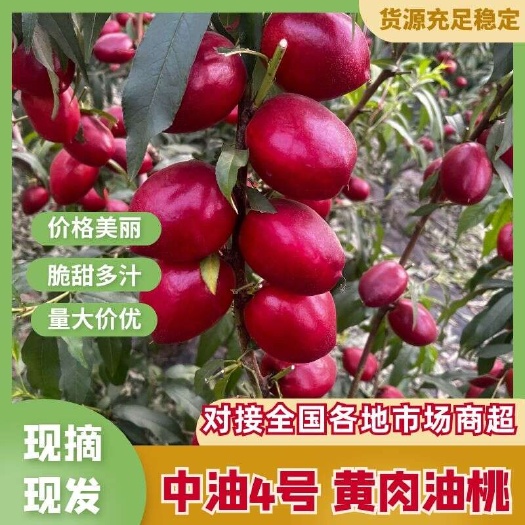 冠县山东油桃中油四号黄肉油桃产地对接各大商超电商代发批发市场