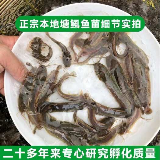 广东优质塘角鱼苗5-7公分源头批发量大送货上门 皇妃三代苗