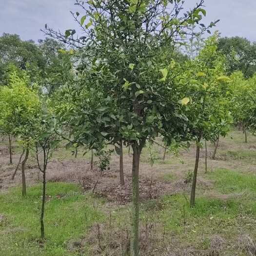 樟树市枳壳树出售，3-10公分的货源都有，可挑可选，价格合适