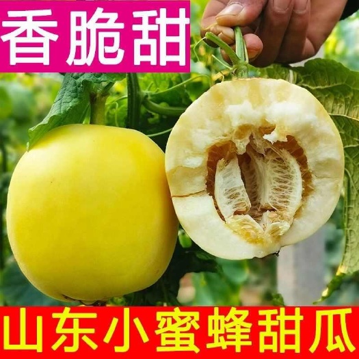 正宗山东星甜20小蜜蜂甜瓜当季新鲜水果香瓜脆甜蜜瓜黄小瓜