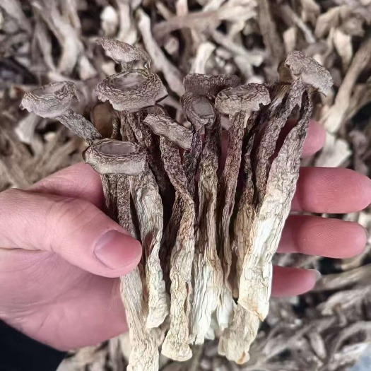 【鹿茸菇专批】鹿茸菇大量现货厂家直销规格齐全全国发货欢迎合作