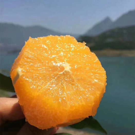 秭归县【秭归精品伦晚脐橙】当季现摘精品甜橙香甜爆汁现摘现发