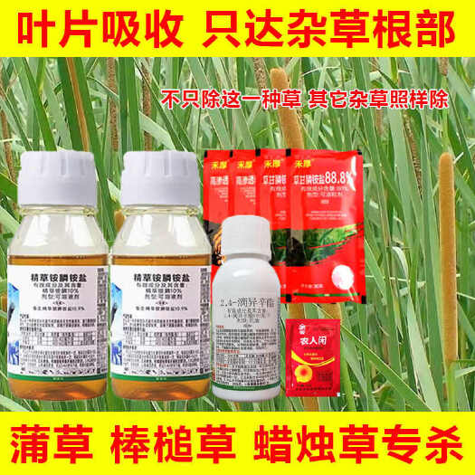 郑州蒲草除草剂精草铵膦2.4滴异辛酯除草剂蜡烛草棒槌草蒲草专杀