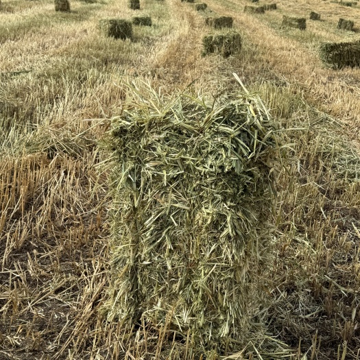 石渠县燕麦草 高原发货 地被草坪绿意盎然
