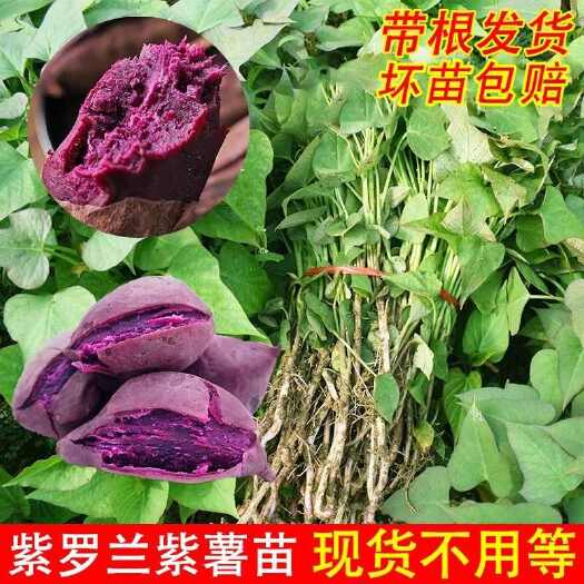 唐河县紫薯苗，小花叶，凌紫，徐紫八地瓜番薯秧苗