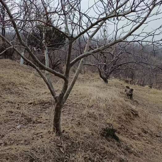 营口山楂树