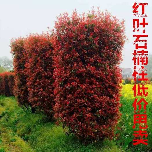 沭阳县红叶石楠柱子规格齐 园林绿化红叶石楠球树苗街道工程绿化