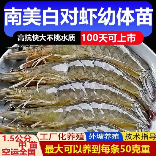 饶平县南美白对虾苗 罗氏沼虾苗一代高抗快大公分苗送货上门