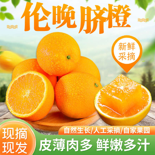 秭归县湖北秭归伦晚橙新鲜现摘当季水果柑橘类自然甜