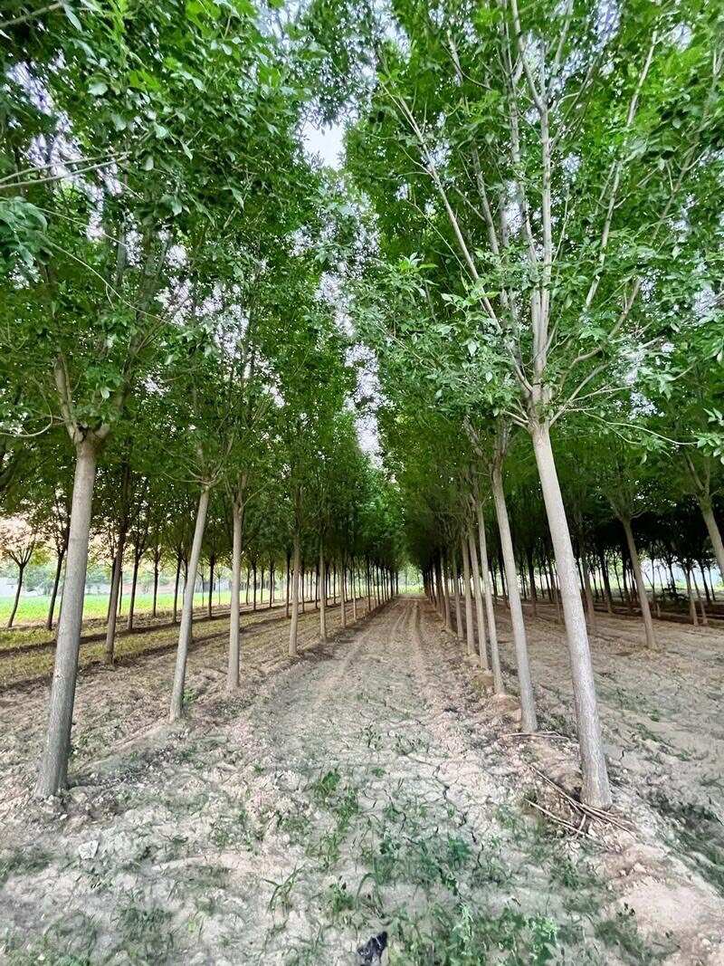 绛县白蜡树苗金叶白蜡小苗庭院行道大型耐寒绿化风景树对接速生白蜡苗