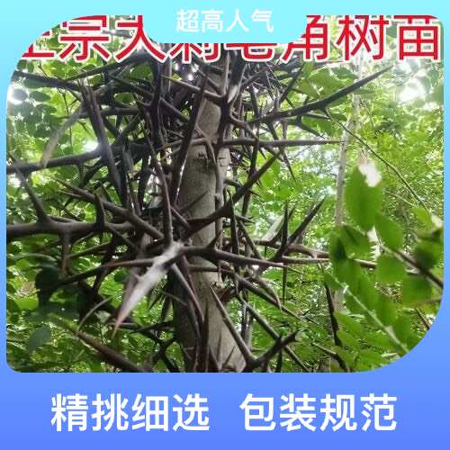 皂角树苗大刺皂角树绿化皂荚树苗盆栽庭院种植冬季油皂角树苗