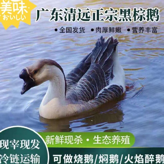 佛山清远黑棕鹅新鲜现杀现发整只农家散养烧腊烧鹅批发酒店烧腊专用
