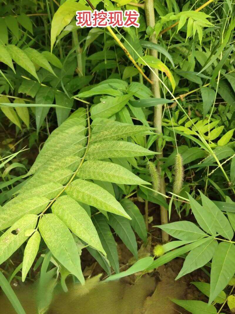 农村臭椿树乡土植物树木椿树苗南北方种植耐寒品种景观绿化树木