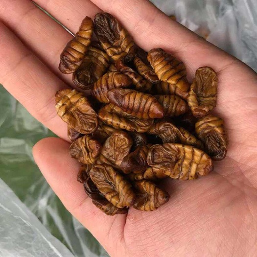 今年新货桑蚕蚕蛹山东新鲜蝉蛹生鲜速冻高蛋白鲜活新鲜