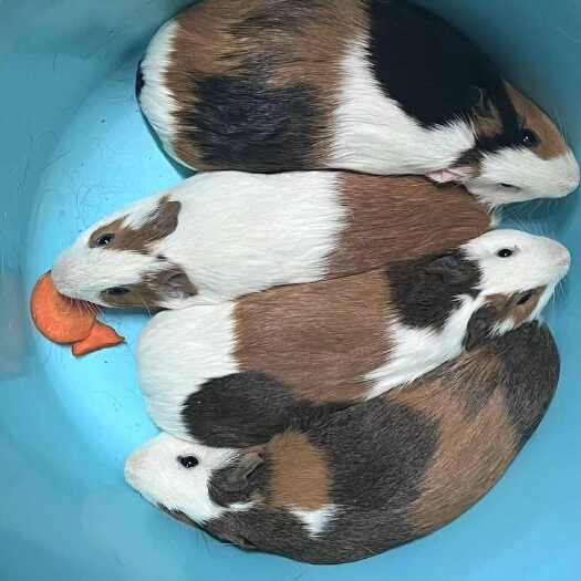 桦川县荷兰猪，非常能生身体壮实