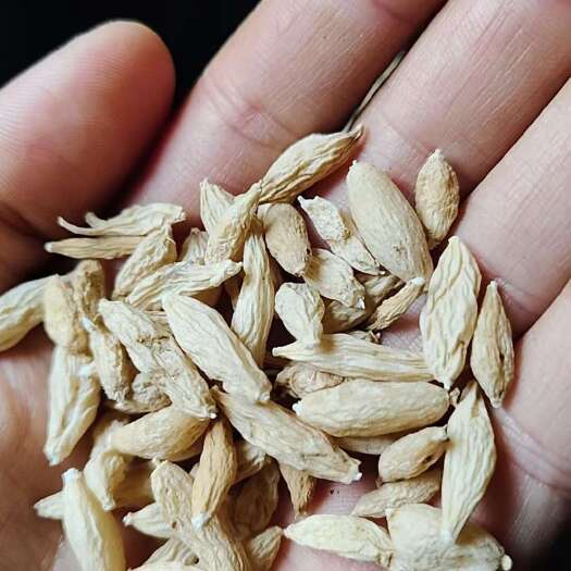 珙县麦冬