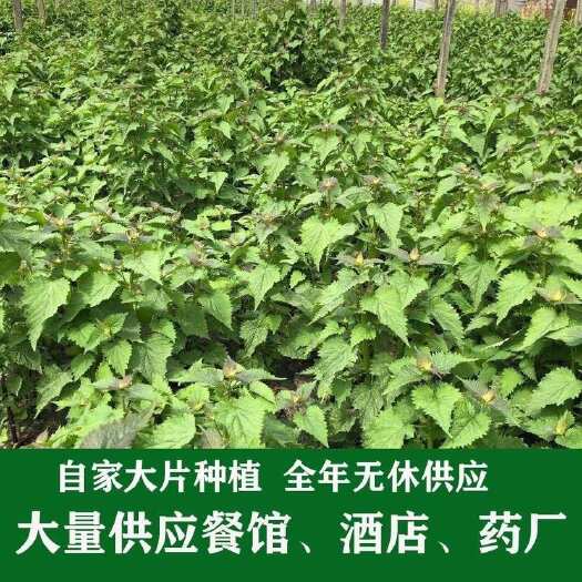 乐山四川新鲜藿香香叶可食用叶可带大茴香现摘香菜做鱼包邮豆花