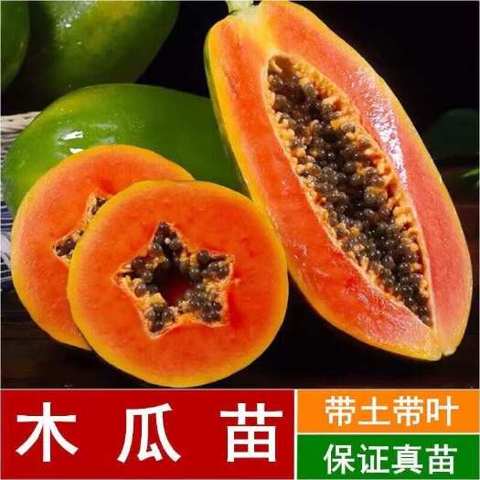灵山县广西灵山优质红心木瓜苗适合种植新手