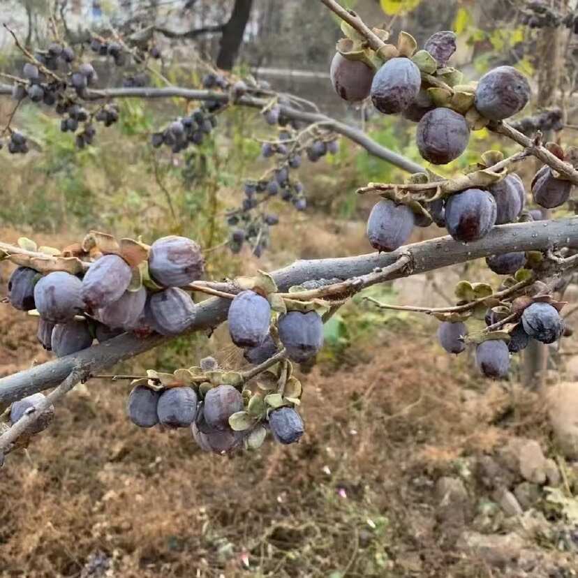 绛县软枣苗又称君迁子苗无核黑枣苗野柿子苗嫁接柿子砧木苗现挖现发