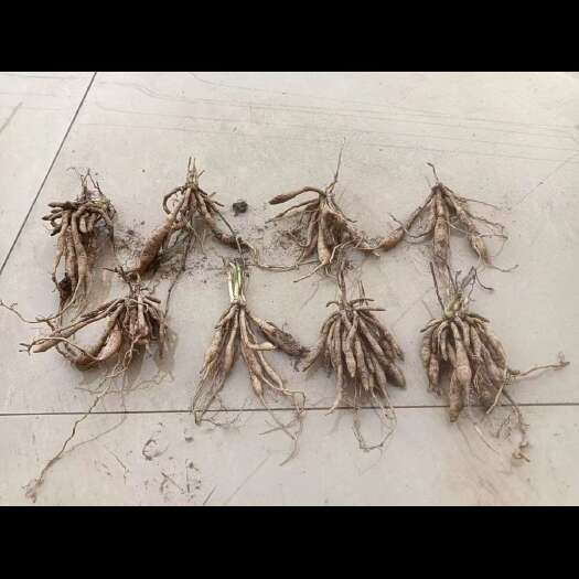 南漳县百部苗