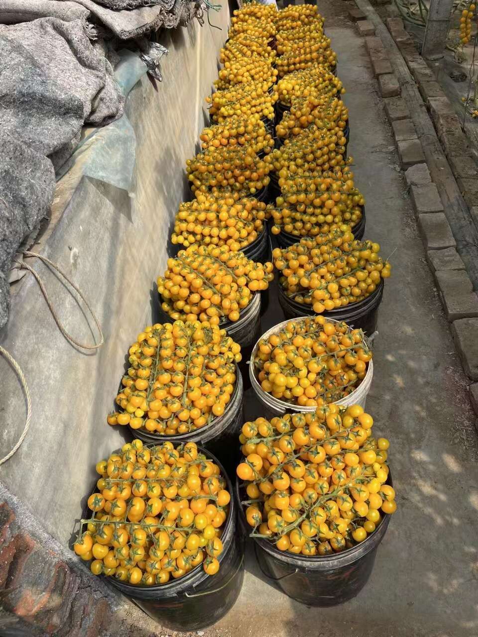 山东寿光优质青甜 小黄 小红 迷彩等各类口感特色西红柿种苗