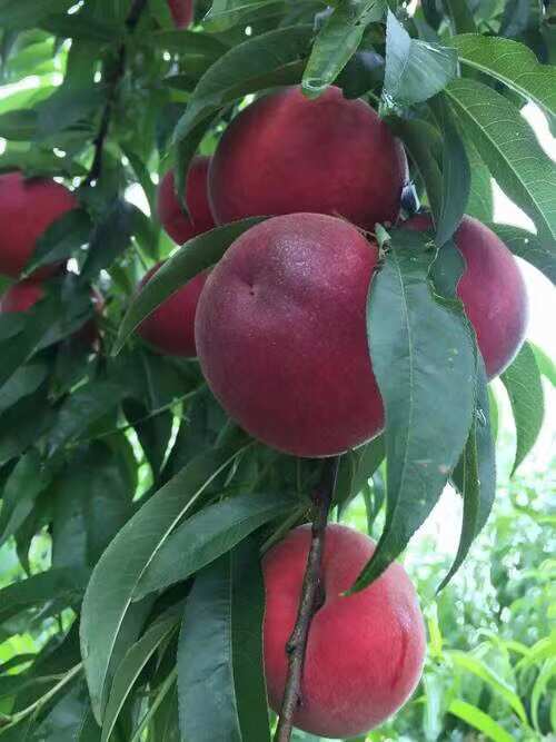 桃树苗  供应一年以上各品种不同规格的桃树苗