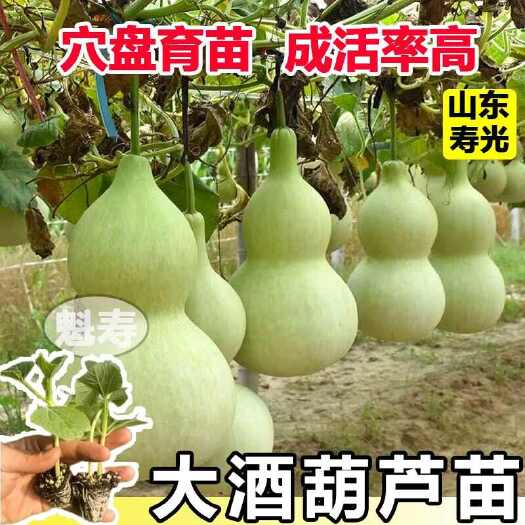 寿光市山东寿光大酒葫芦苗秧带土球根系发达易成活观赏文玩亚腰葫芦种子