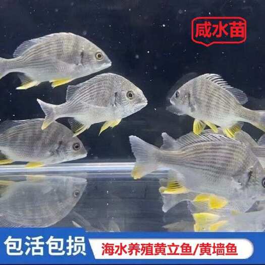 海水鱼苗黄立鱼 黄脚立鱼 黄墙鱼苗优质咸水苗可送货上门