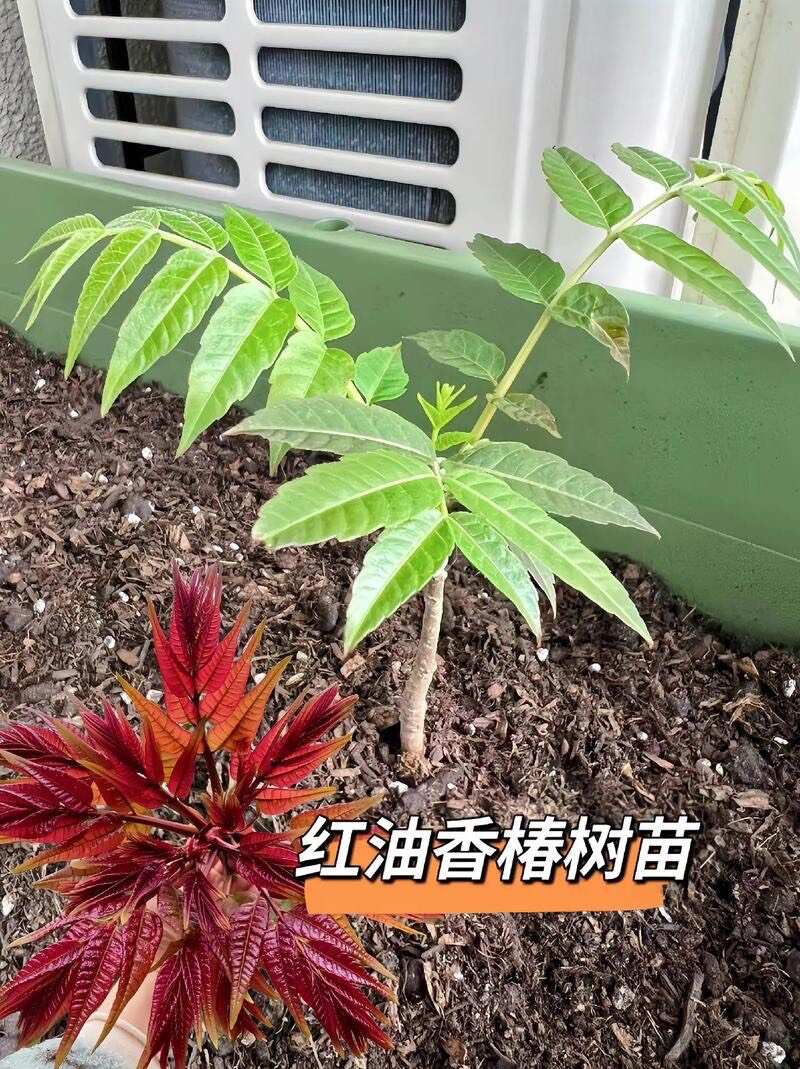 绛县香椿树苗红油香椿基地直发正品红油香椿苗现挖现发保湿发货