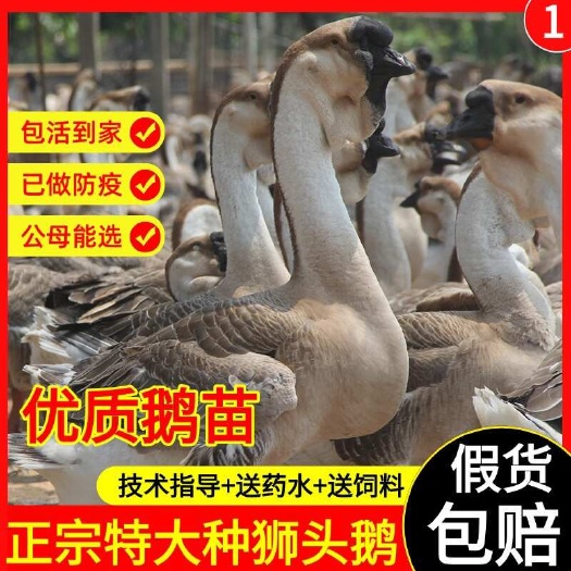 汕头狮头鹅活苗特大种狮子头鹅活苗潮汕头狮子头鹅活苗一斤脱温鹅