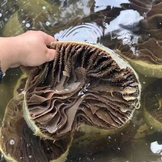 毛肚个子整个黑白个子水发的成品可以定制加工贴牌火锅食堂串串店