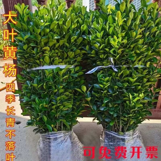 沭阳县冬青树苗四季常绿大叶黄杨冬青庭院绿篱围墙篱笆苗四季青绿化树苗