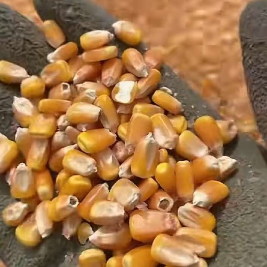 延津县玉米，麦子