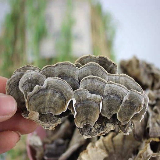 新野县河南南阳云芝干货中药材批发零售