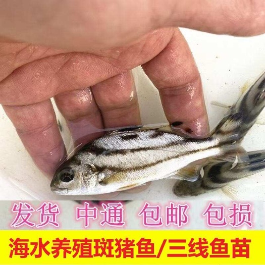 饶平县海水鱼苗海水养殖三线鱼苗黄脚立鱼苗咸水鱼苗量大送货上门