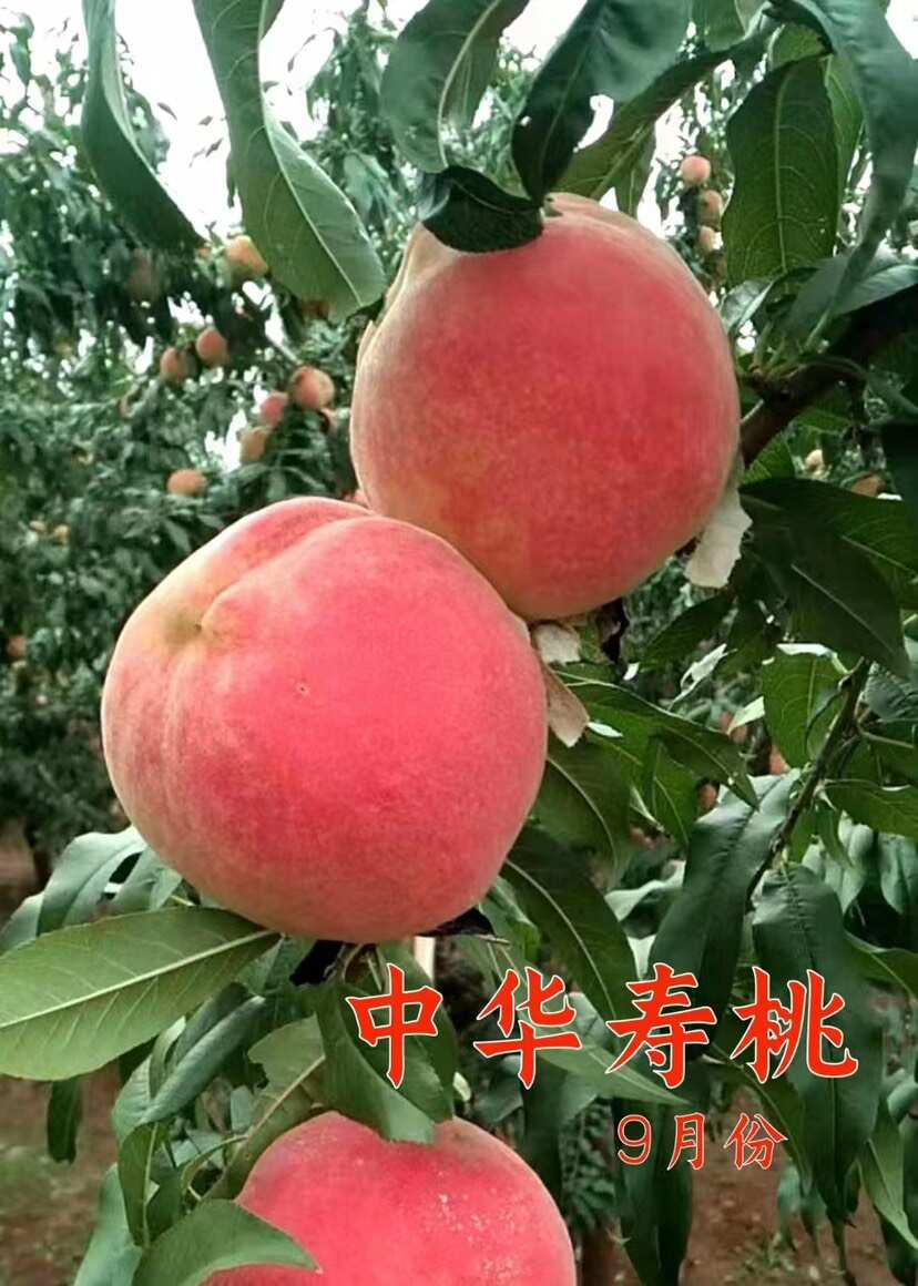 桃树苗  供应一年以上各品种不同规格的桃树苗