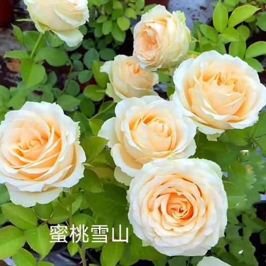 昆明云南昆明直发优质玫瑰苗基地批发蜜桃雪山